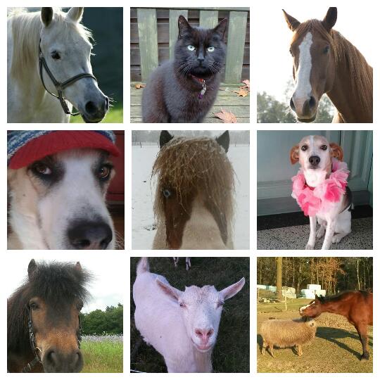dieren